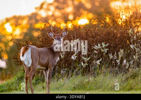 Jeune Buck à queue blanche (Odocoileus virginianus) debout dans un champ, rétroéclairé par la lueur dorée du soleil couchant avec un fond bokeh doux. Banque D'Images