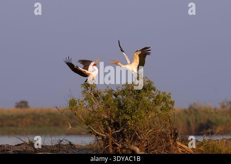 Deux cigognes à bec jaune (Mycteria ibis) perchées au sommet d'un Bush verdoyant dans les zones humides de la rivière Chobe, Botswana. Banque D'Images