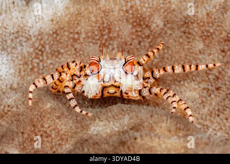Mosaïque Boxer Crab, Lybia tessellata, Mabini, Luzon, mer des Philippines, Philippines Banque D'Images