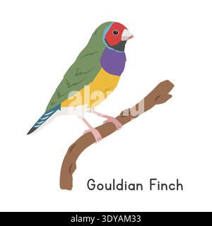 Gouldian finch perché sur l'illustration vectorielle de branche d'arbre, personnage clipart de bande dessinée, animal dans le style plat. Animaux sauvages, aviaire, concept d'oiseaux Illustration de Vecteur