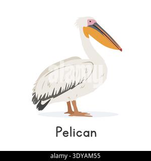 Illustration vectorielle de pélican blanc, personnage clipart de bande dessinée, animal dans le style plat. Animaux sauvages, aviaire, concept d'oiseaux. Conception vectorielle Pelican isolée Illustration de Vecteur