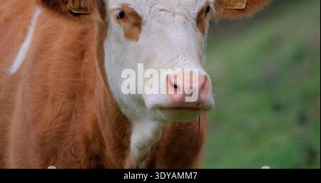 Vache se tient dans un champ regardant la caméra pendant la journée dans une zone rurale avec de l'herbe verte et une pente douce en arrière-plan Banque D'Images