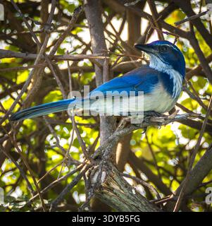 jay de broussailles de Californie (Aphelocoma californica) perché sur une branche d'arbre dans un habitat boisé. Banque D'Images