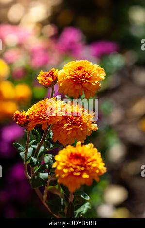 Les fleurs de chrysanthème orange en pleine floraison, éclairées par la lumière du soleil, se distinguent sur un fond flou d'autres fleurs. Banque D'Images