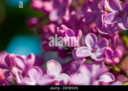 Une belle photo macro met en valeur les détails délicats d'une fleur de lilas, capturant sa beauté et sa structure complexe dans les moindres détails. Banque D'Images