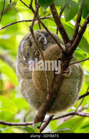 Possum vert à queue annulaire - Pseudochirops archeri, magnifique opossum à queue annulaire trouvé uniquement dans les forêts tropicales et les bois du nord de l'Australie. Banque D'Images