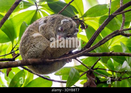 Possum vert à queue annulaire - Pseudochirops archeri, magnifique opossum à queue annulaire trouvé uniquement dans les forêts tropicales et les bois du nord de l'Australie. Banque D'Images