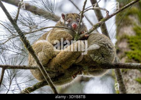 Possum vert à queue annulaire - Pseudochirops archeri, magnifique opossum à queue annulaire trouvé uniquement dans les forêts tropicales et les bois du nord de l'Australie. Banque D'Images