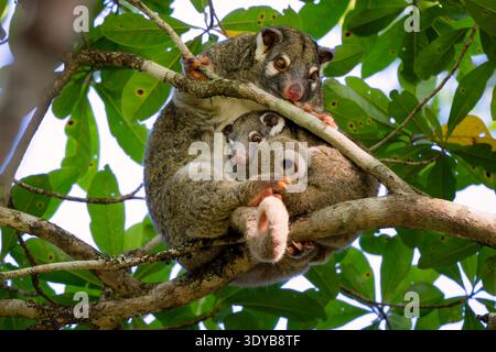 Possum vert à queue annulaire - Pseudochirops archeri, magnifique opossum à queue annulaire trouvé uniquement dans les forêts tropicales et les bois du nord de l'Australie. Banque D'Images