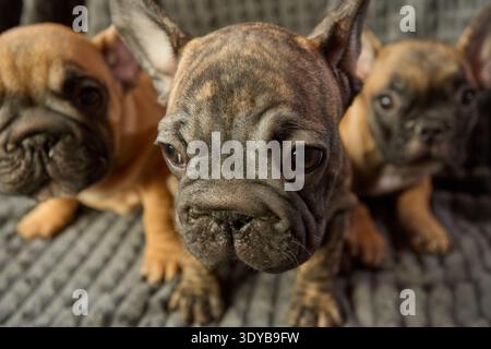 Gros plan d'une bringée sur un fond de rouge. Un trio en peluche. Mignons chiots bouledogues français. Des petits violents Banque D'Images