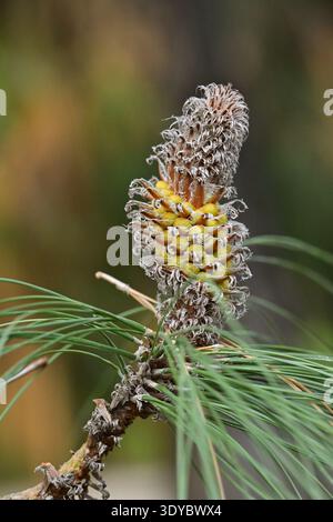 Cône pollinique mâle d'un pin des Canaries (Pinus canariensis) en gros plan, Malaga Espagne. Banque D'Images