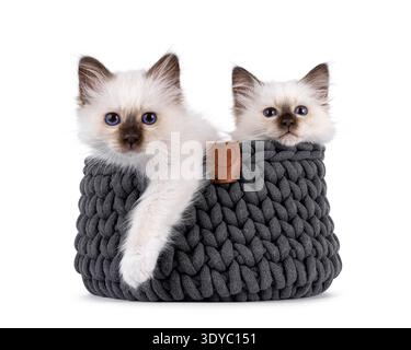 Adorable duo de chatons chat Sacred Birman, assis dans un panier tricoté gris. Les deux regardent vers la caméra avec des yeux bleus spécifiques à la race. Isolé sur fond blanc. Banque D'Images