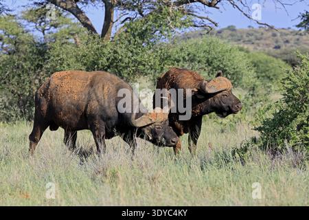 Buffalo du Cap (Syncerus caffer), adulte, comportement social, deux buffles, Parc national de Mokala, Northern Cape, Afrique du Sud Banque D'Images