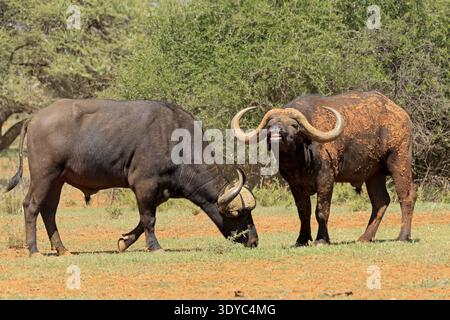 Buffalo du Cap (Syncerus caffer), adulte, recherche de nourriture, deux buffles, parc national de Mokala, Northern Cape, Afrique du Sud Banque D'Images