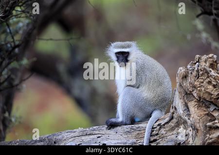 Singe vervet (Chlorocebus pygerythrus), mâle adulte, assis sur le tronc d'arbre, alerte, parc national de Mokala, Cap Nord, Afrique du Sud Banque D'Images