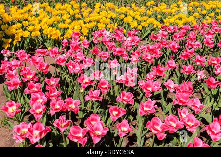 Parterre fleuri de tulipes roses et jaunes dans le parc au printemps Banque D'Images