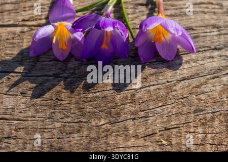 Fleurs de crocus violettes sur fond en bois rustique. Fleurs printanières. Carte de voeux pour la Saint-Valentin, la fête des femmes et la fête des mères Banque D'Images