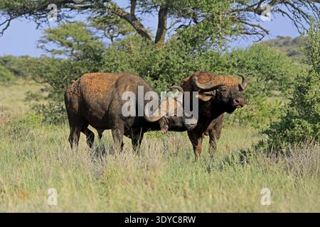 Buffalo du Cap (Syncerus caffer), adulte, comportement social, deux buffles, Parc national de Mokala, Northern Cape, Afrique du Sud Banque D'Images