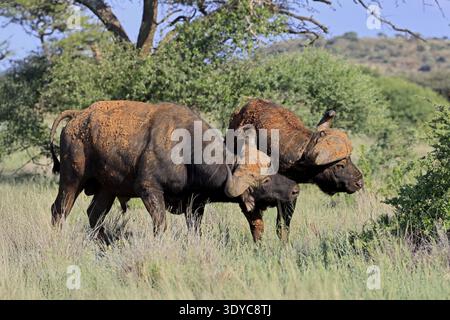 Buffalo du Cap (Syncerus caffer), adulte, comportement social, deux buffles, Parc national de Mokala, Northern Cape, Afrique du Sud Banque D'Images