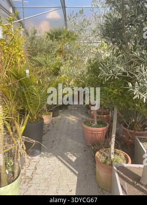 Intérieur d'une serre ensoleillée remplie de plantes tropicales et méditerranéennes en pot : oliviers, palmiers, agrumes et verdure luxuriante. Banque D'Images