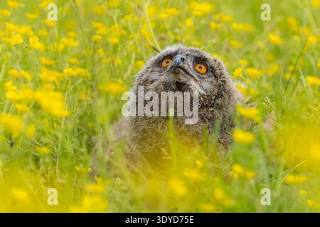 Hibou aigle eurasien regardant vers le haut assis dans une prairie de papillon au printemps Banque D'Images