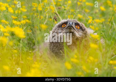 Hibou aigle eurasien regardant vers le haut assis dans une prairie de papillon au printemps Banque D'Images