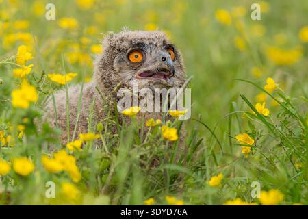 Hibou aigle eurasien regardant vers le haut assis dans une prairie de papillon au printemps Banque D'Images