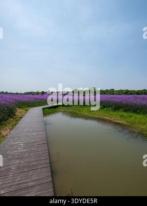 Une composition verticale se concentrant sur une promenade en bois s'étendant sur une zone remplie d'eau, entourée de fleurs violettes luxuriantes dans un cadre de parc. Banque D'Images