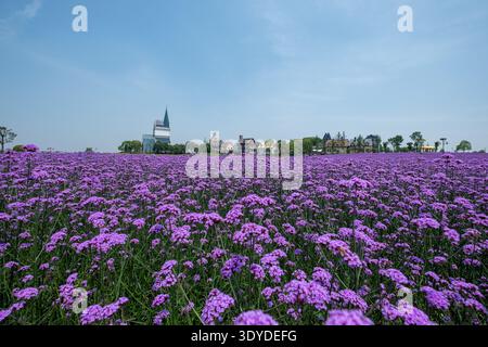 Une photo grand angle d'un vaste champ couvert de fleurs violettes en fleurs, créant un paysage vibrant avec une tour lointaine. Banque D'Images