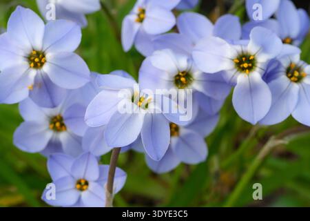 Ipheion Jessie, Ipheion uniflorum Jessie, tiges de fleurs courtes, en forme d'étoile, fleurs bleu foncé Banque D'Images