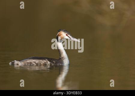 Grand grèbe à crête Podiceps cristatus, adulte entrant dans le plumage de reproduction nageant, Suffolk, Angleterre, février Banque D'Images