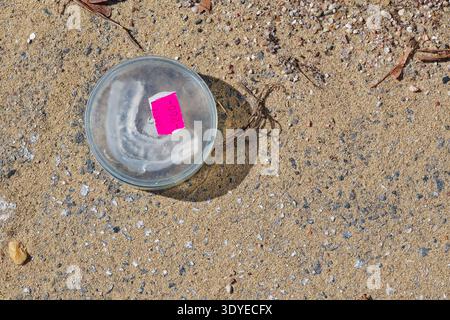 Un boîtier en plastique transparent avec une étiquette de prix rose vif se trouve sur un sol sablonneux avec de petites pierres et des brindilles sèches dispersées autour. Banque D'Images