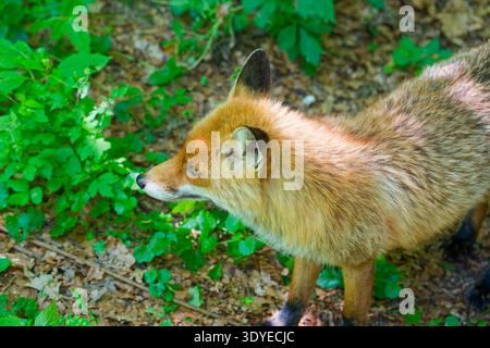 Un renard roux se tient en alerte parmi les feuilles vertes et le sol forestier couvert de feuilles sèches et de brindilles à la lumière du jour. Banque D'Images