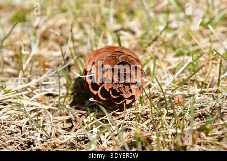 Une pomme de pin brune est tombée sur l'herbe verte sous le soleil chaud du printemps. Banque D'Images
