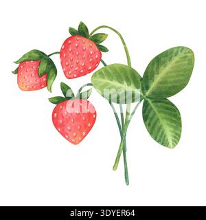 Bouquet simple et mignon de trois fraises et une feuille. Fraises sauvages ou de jardin dans un style enfantin de dessin animé.illustration aquarelle dessinée à la main isol Banque D'Images
