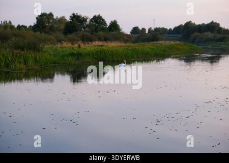 Un cygne blanc glisse sur une rivière calme au crépuscule dans la Biélorussie rurale, avec des roseaux, des arbres mélangés, des nénuphars, un pont lointain, et un mât radio mince réfléchi Banque D'Images