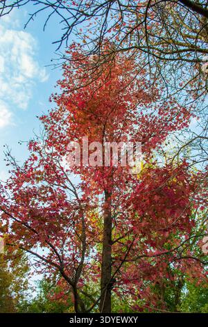 Arbres d'automne avec des feuilles rouges et vertes contre Blue Sky Banque D'Images
