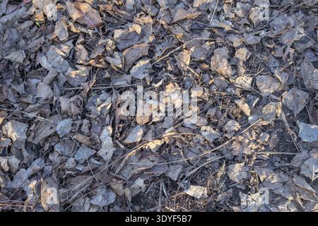 Feuilles mortes sèches couvrant le sol - texture naturelle de la forêt d'automne. Banque D'Images