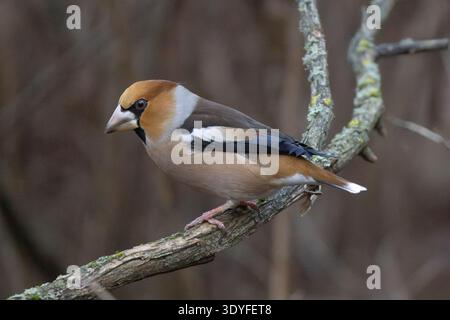 Un faucher dans une forêt en Finlande Banque D'Images