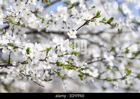 Branche de cerisier en fleurs recouverte de délicates fleurs blanches dans la douce lumière du soleil printanier. Scène naturelle saisonnière fraîche symbolisant le renouvellement et la croissance. Banque D'Images