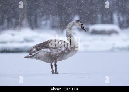 Un jeune cygne muet sur la glace à Lauttasaari, Helsinki. Banque D'Images