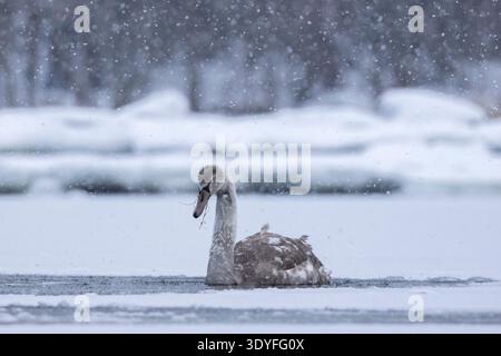 |Un jeune cygne muet sur la glace à Lauttasaari, Helsinki. Banque D'Images