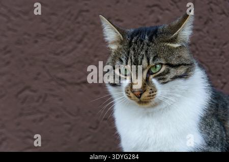 Chat se reposant devant un mur brun pendant les heures de l'après-midi Banque D'Images