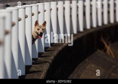 Chien de compagnie de race mixte regardant à travers les piliers d'une clôture au bord de la route dans la campagne de Kanagawa, au Japon. Banque D'Images
