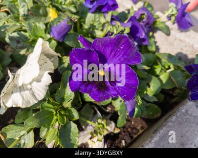 Gros plan d'une fleur de pensée violette vibrante (Viola x wittrockiana) avec un « visage » sombre et un œil jaune fleurissant dans un jardin. Banque D'Images