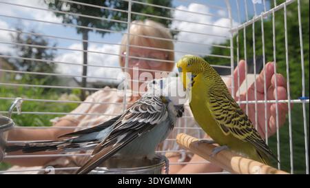 Une femme regarde deux budgerigars s'embrasser à l'intérieur de leur cage, capturant un moment chaleureux et tendre. Banque D'Images