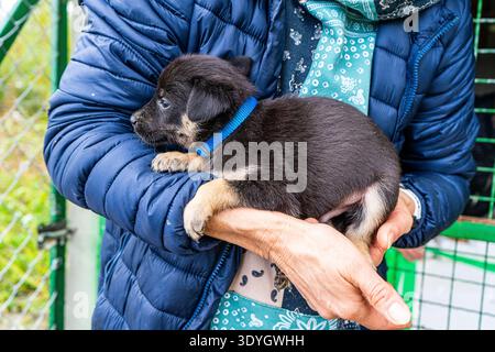Chiot petit chien dans les mains animal noir animal de compagnie Banque D'Images