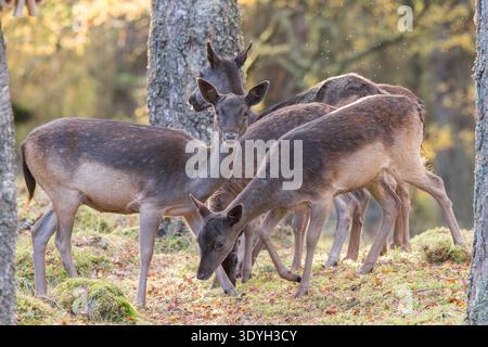 Cerfs en jachère mélanistique [ Dama dama ] groupe de femelles [Doe ] dans la forêt de pins dans le Perthshire, Écosse, Royaume-Uni Banque D'Images