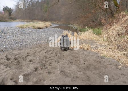 Petit chien noir marchant le long d'une rive sablonneuse avec une expression heureuse à côté d'une rivière peu profonde et d'un paysage boisé. Banque D'Images