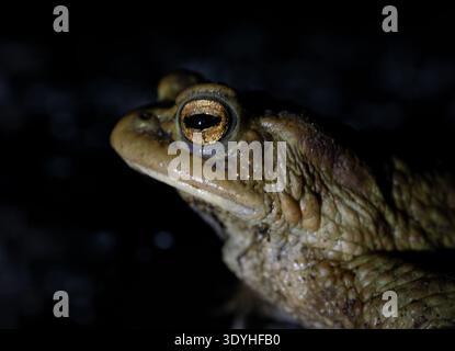Gros plan d'un crapaud de sage-femme commun (Alytes obstetricans) la nuit à Adliswil, Suisse, montrant un œil doré et une peau texturée. Banque D'Images